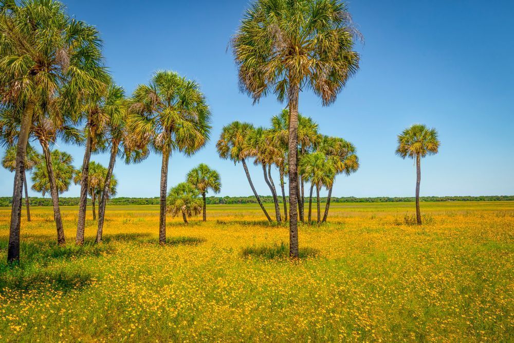 Myakka State Park Florida | FL | Photos 