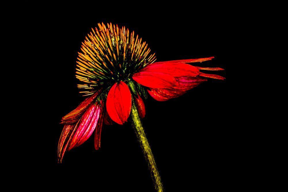Botanical Photos | Pictures | Pics | Images | Wallpapers |  Wall Art