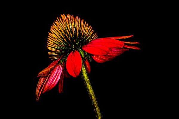 Botanical Photos | Pictures | Pics | Images | Wallpapers |  Wall Art