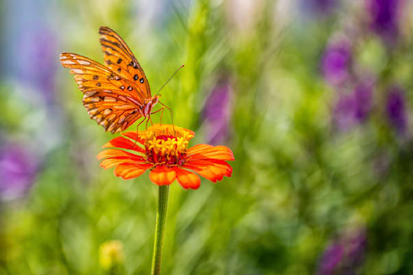 Butterfly | Wall Art |Images |Photos |Pictures |Pics |Wallpapers