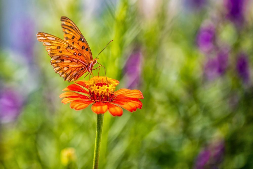 Butterfly | Wall Art |Images |Photos |Pictures |Pics |Wallpapers