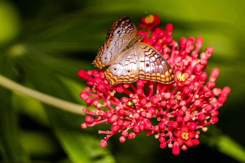 Butterfly | Wall Art |Images |Photos |Pictures |Pics |Wallpapers