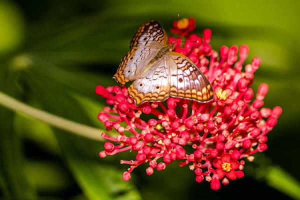Butterfly | Wall Art |Images |Photos |Pictures |Pics |Wallpapers