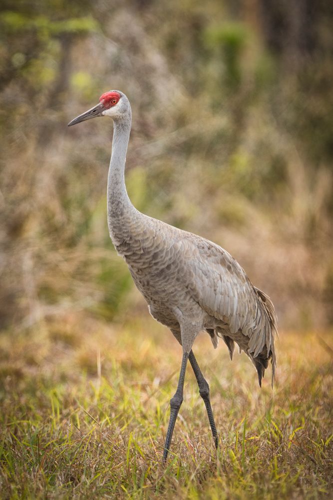 Sandhill Cranes Images | Dennis Goodman Photography