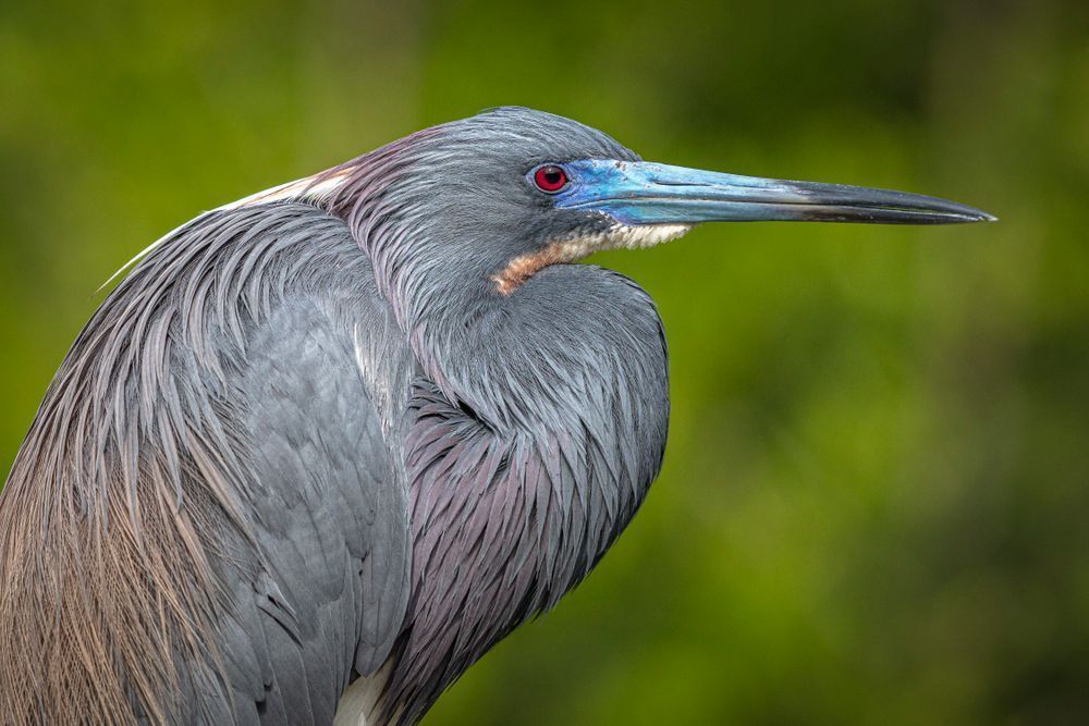 Tricolored Heron Photo | Dennis Goodman Photography