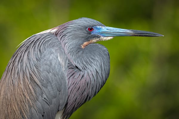 Tricolored Heron Photo | Dennis Goodman Photography