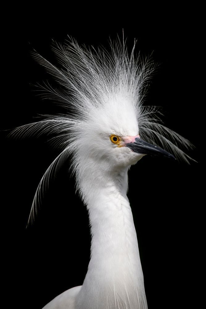 Snowy Egret 19 Photography Art | Dennis Goodman Photography, Inc.