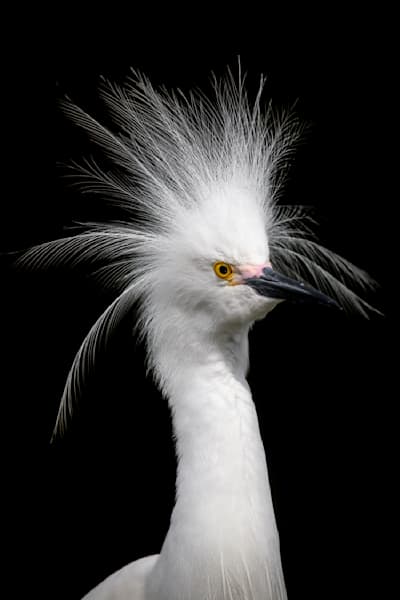 Snowy Egret 19 Photography Art | Dennis Goodman Photography, Inc.