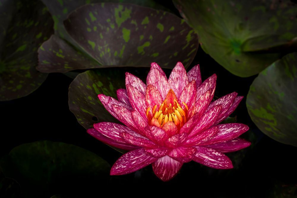 Botanical Photos | Pictures | Pics | Images | Wallpapers |  Wall Art