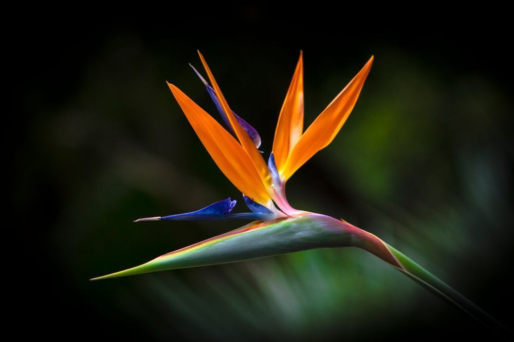 Botanical Photos | Pictures | Pics | Images | Wallpapers |  Wall Art