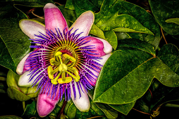 Botanical 24