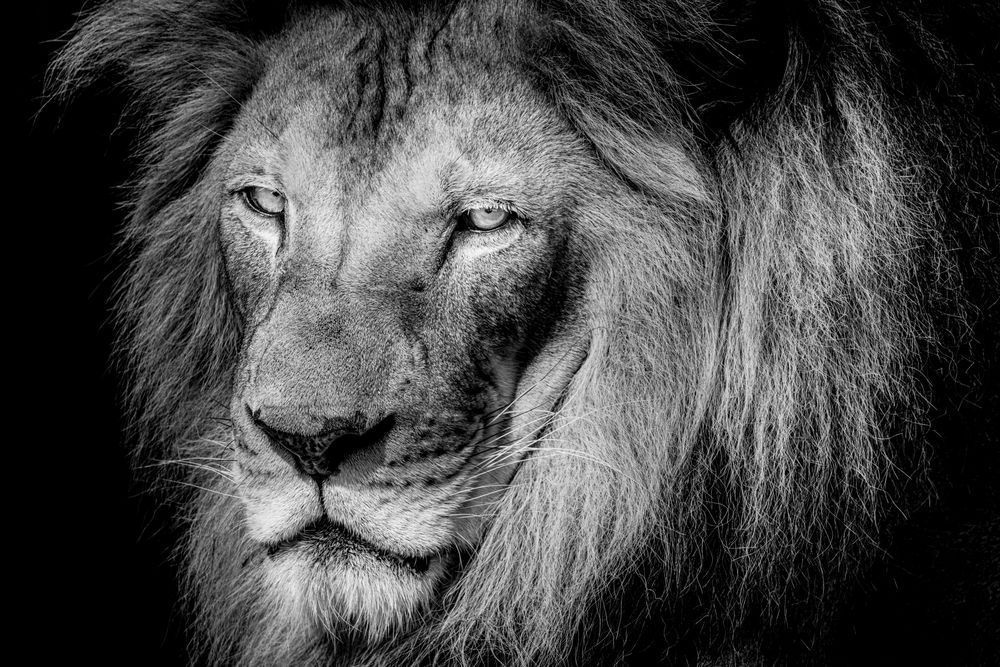Lion Photographs B&W | Art | Images | Florida