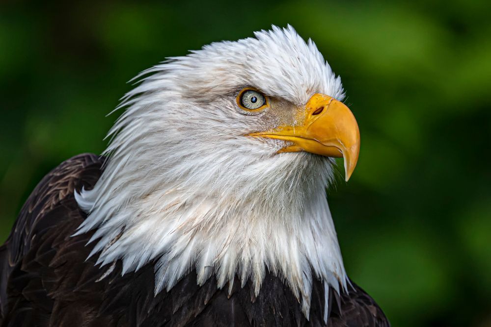 Bald Eagle Photos | Pictures | Images| Wallpapers |Pics |American