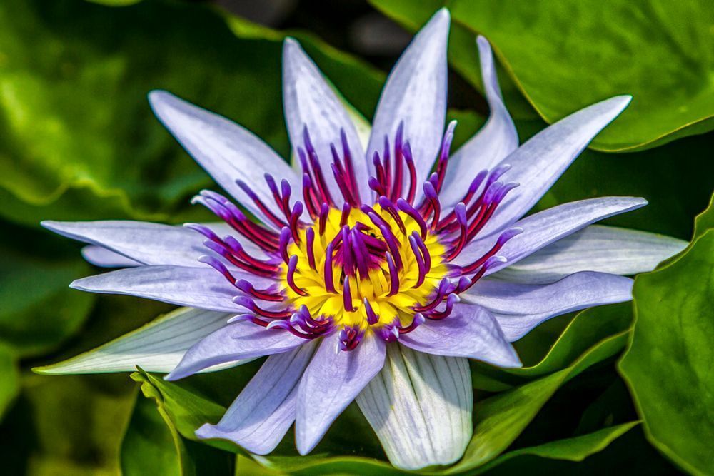 Water Lily | Art | Photos | Pictures | Pics | Images | Wallpapers