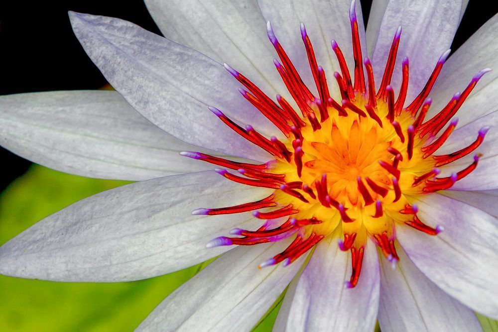 Botanical Photos | Pictures | Pics | Images | Wallpapers |  Wall Art