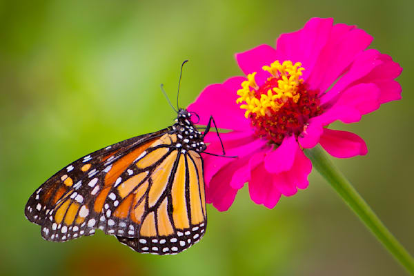 Butterfly | Wall Art |Images |Photos |Pictures |Pics |Wallpapers