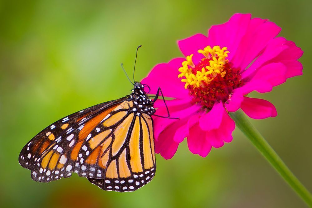 Butterfly | Wall Art |Images |Photos |Pictures |Pics |Wallpapers