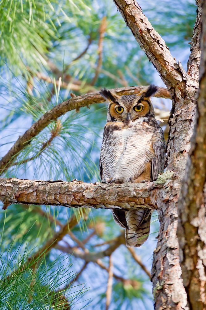 Owl Photograph | Pictures | Pics | Art | Images