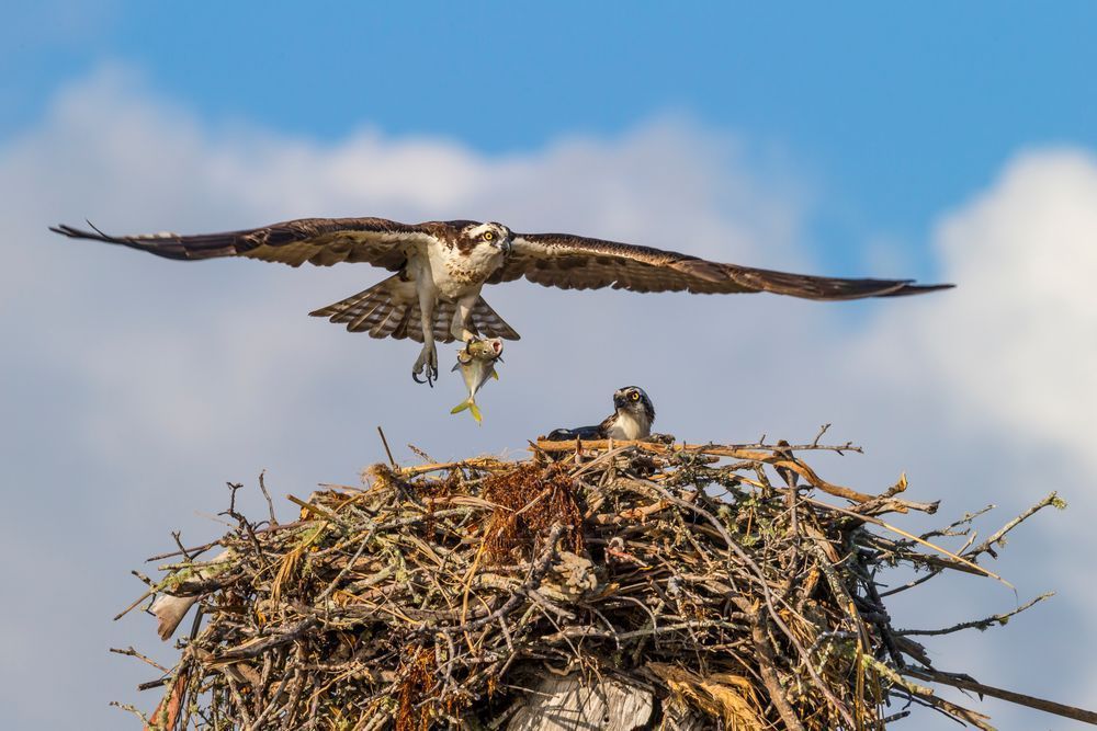 Osprey Bird Photos | Pictures | Pics | Art | Images