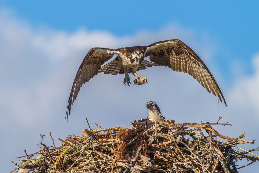 Osprey Bird Photos | Pictures | Pics | Art | Images