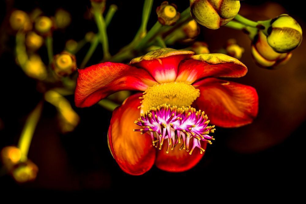 Botanical Photos | Pictures | Pics | Images | Wallpapers |  Wall Art