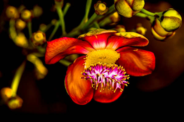 Botanical 62
