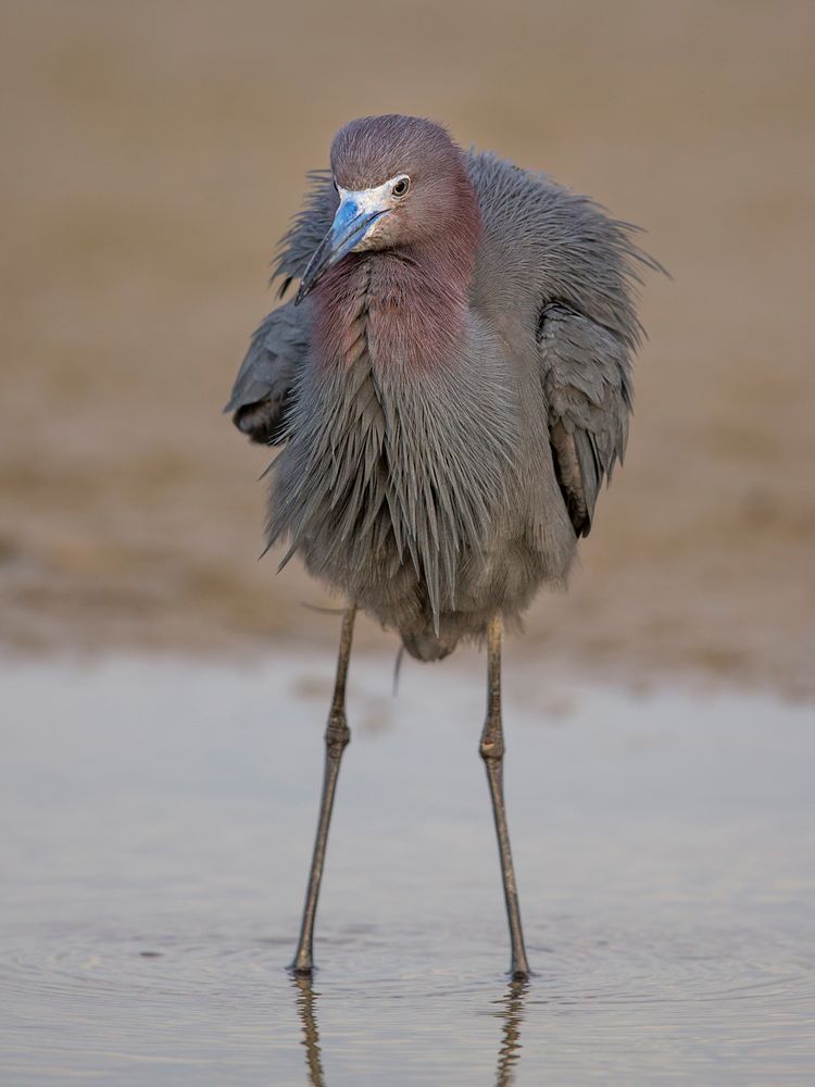 Little Blue Heron Bird Photos | Pics | Images | Wall Art
