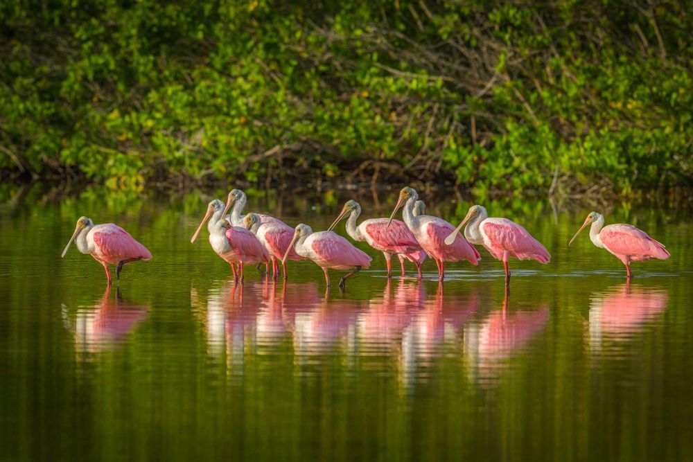 Roseate Spoonbills 79 Photography Art | Dennis Goodman Photography, Inc.