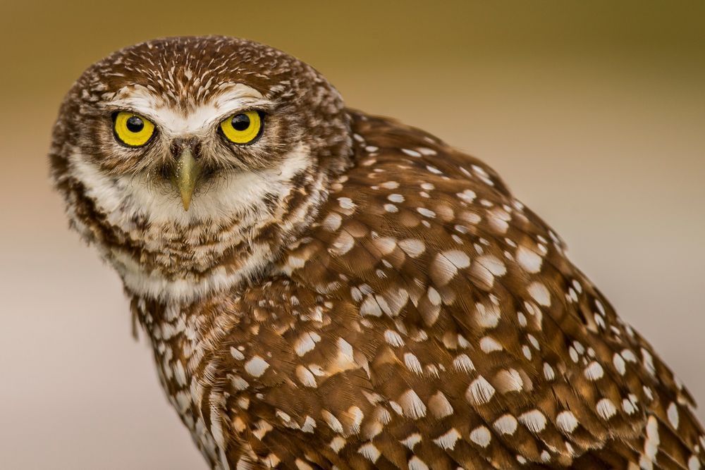 Burrowing Owls Photos | Pictures | Pics | Images 