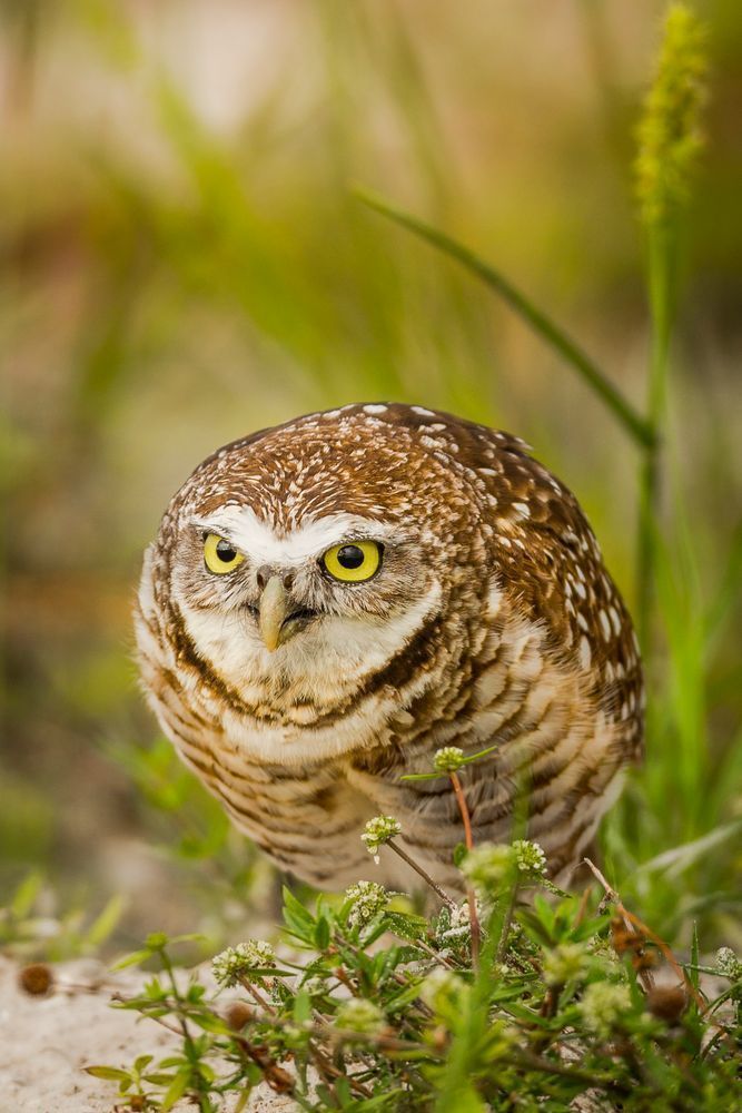 Burrowing Owls Photos | Pictures | Pics | Images 