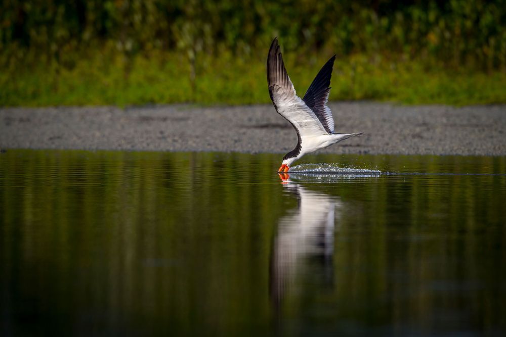 Black Necked Stilt​ Birds Dennis Goodman Photography