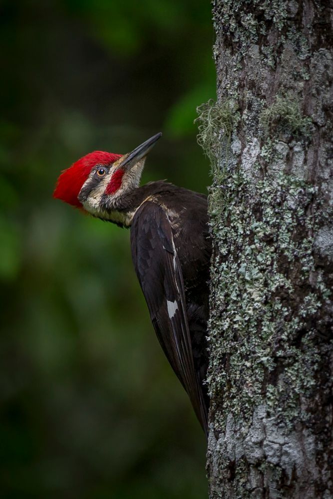 Pileated Woodpeckers Bird | Photos | Images | Pics