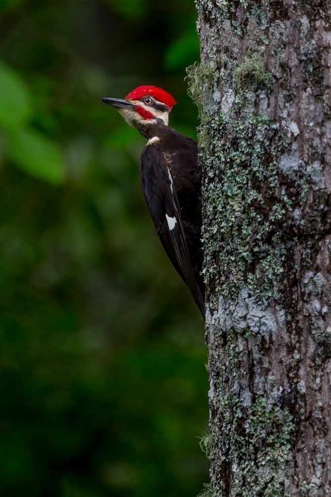 Pileated Woodpeckers Bird | Photos | Images | Pics