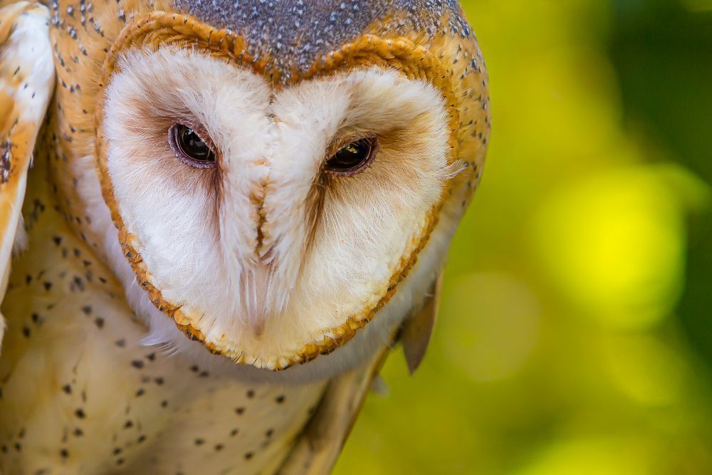 Owl Photograph | Pictures | Pics | Art | Images