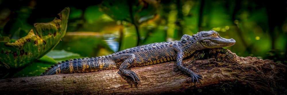 Alligator | Photos | Pictures| Pics| Images |Wall Art |Wallpapers