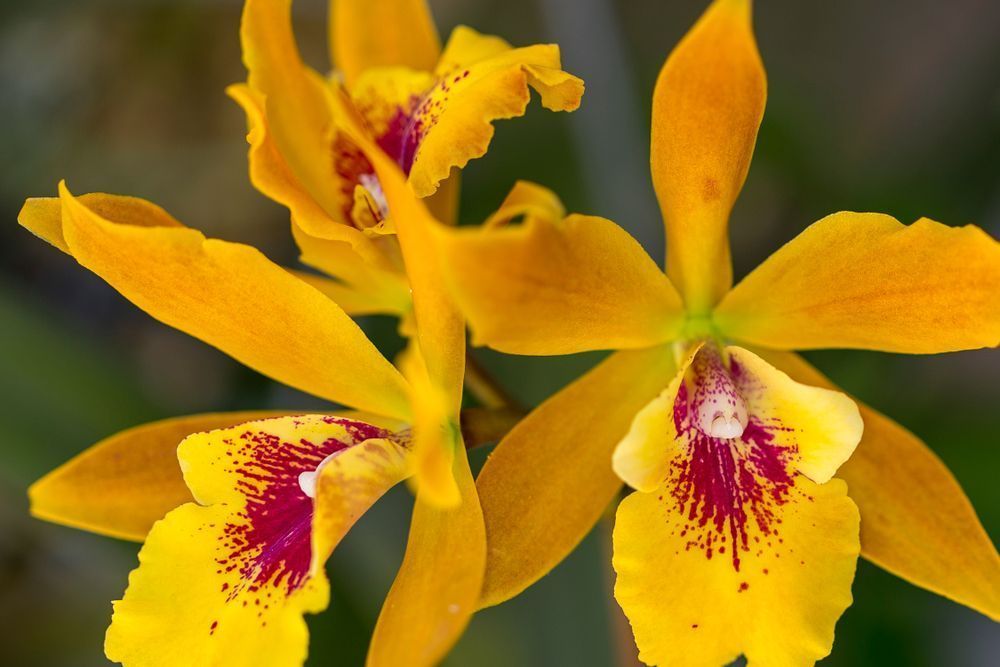 Botanical Photos | Pictures | Pics | Images | Wallpapers |  Wall Art