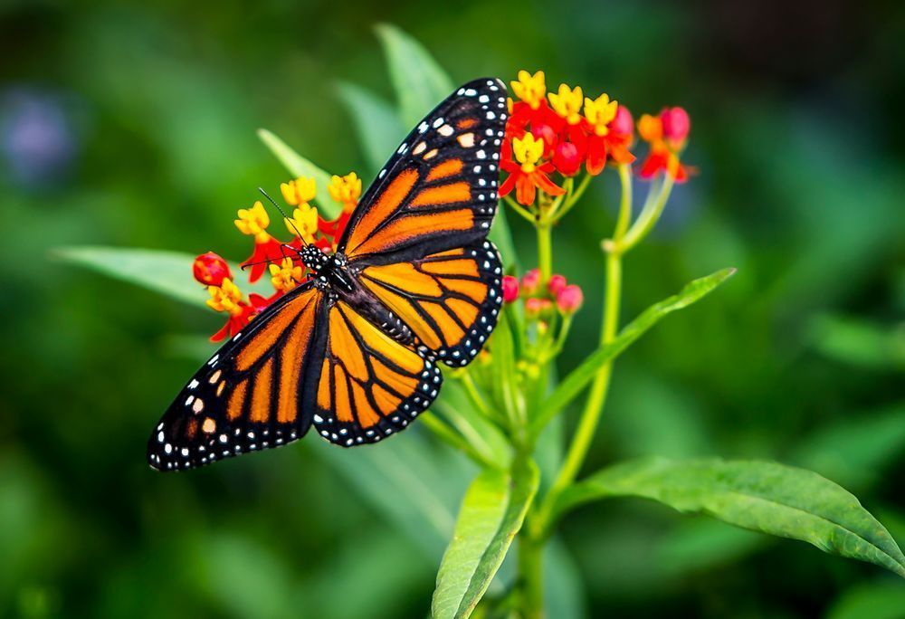 Butterfly | Wall Art |Images |Photos |Pictures |Pics |Wallpapers