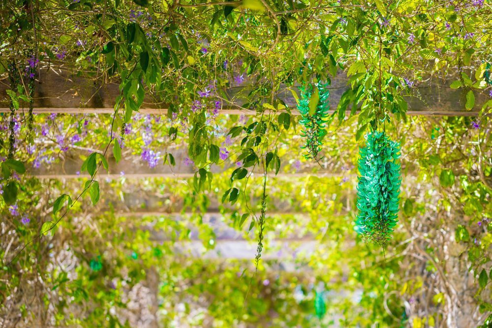 Botanical Photos | Pictures | Pics | Images | Wallpapers |  Wall Art