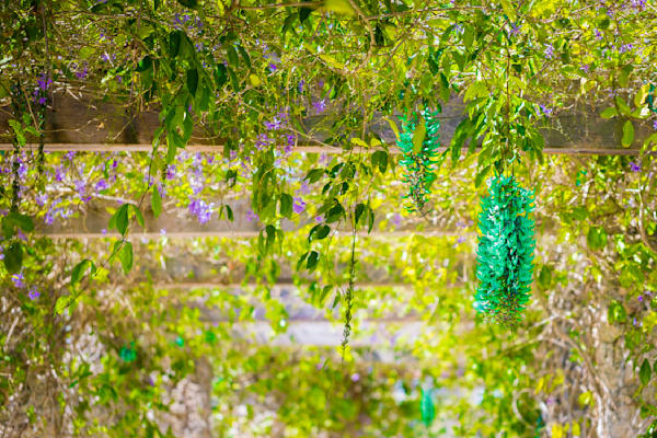 Botanical Photos | Pictures | Pics | Images | Wallpapers |  Wall Art
