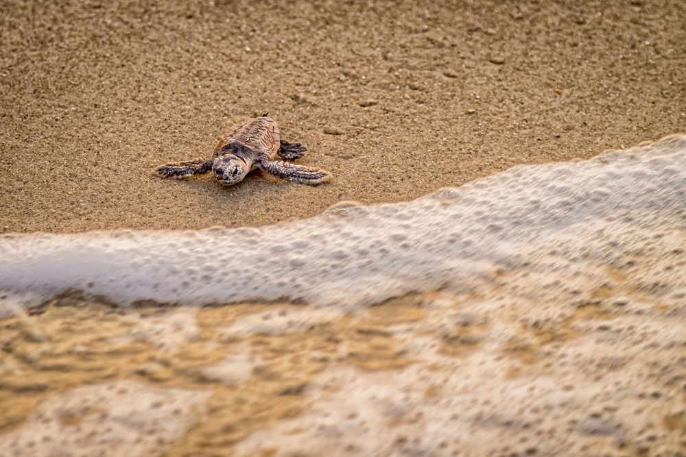 Baby Sea Turtle Photo | Dennis Goodman Photography 