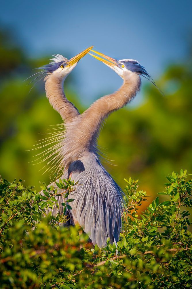 Blue Heron Birds | Wall Art | Pictures | Images | Pics |Wallpaper