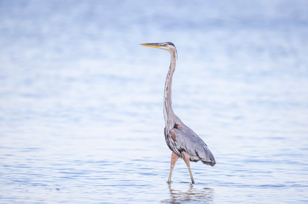 Blue Heron 28 Photography Art | Dennis Goodman Photography, Inc.