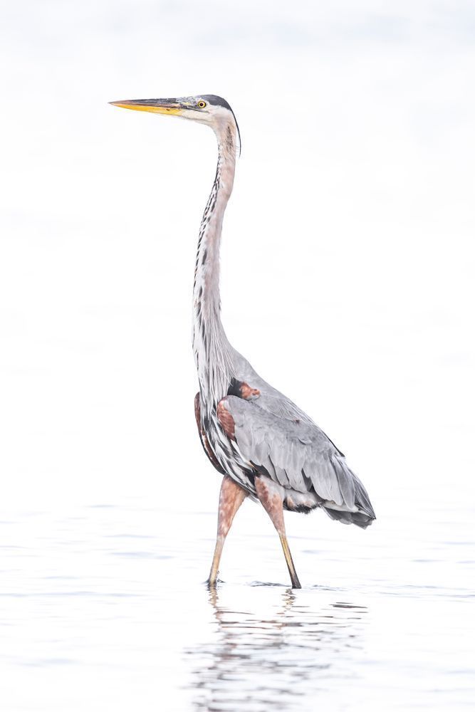 Blue Heron Birds | Wall Art | Pictures | Images | Pics |Wallpaper