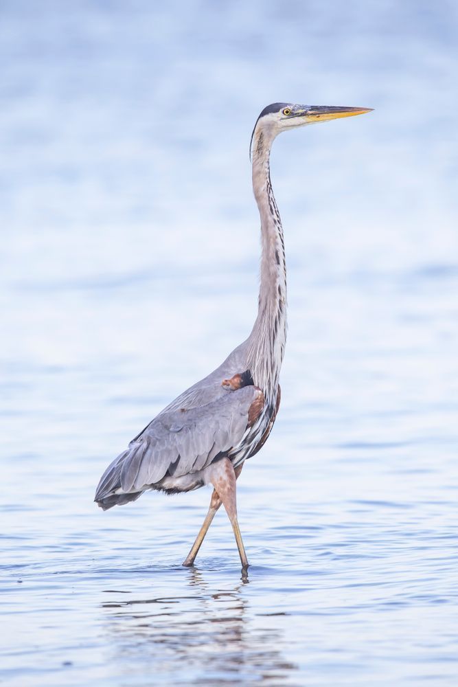 Blue Heron Birds | Wall Art | Pictures | Images | Pics |Wallpaper