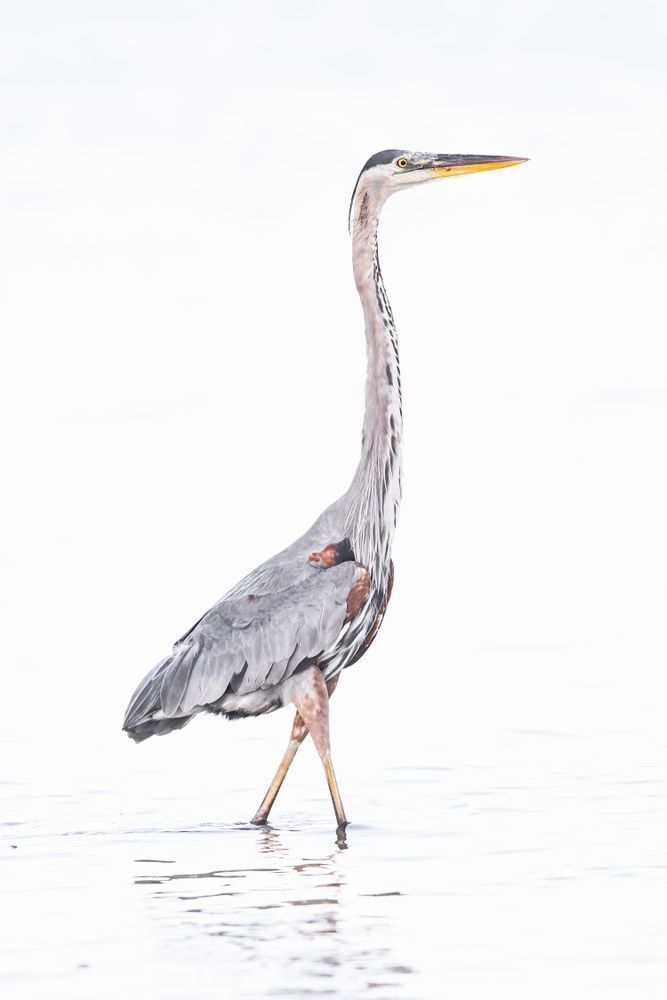 Blue Heron Birds | Wall Art | Pictures | Images | Pics |Wallpaper