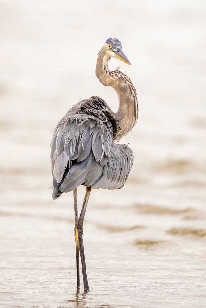 Blue Heron Birds | Wall Art | Pictures | Images | Pics |Wallpaper