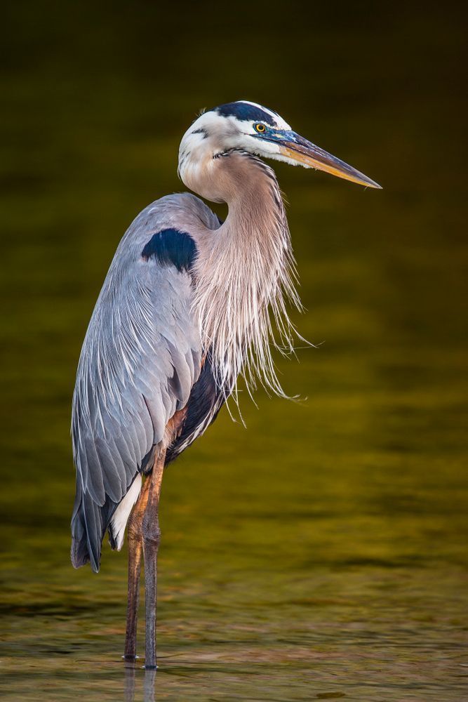 Blue Heron Birds | Wall Art | Pictures | Images | Pics |Wallpaper