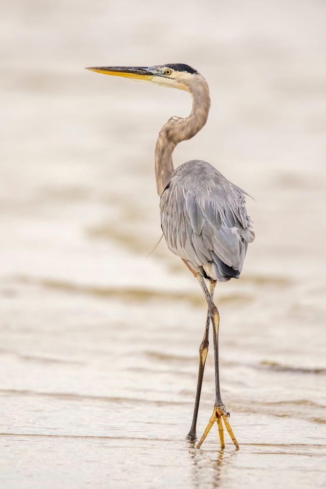 Blue Heron Birds | Wall Art | Pictures | Images | Pics |Wallpaper