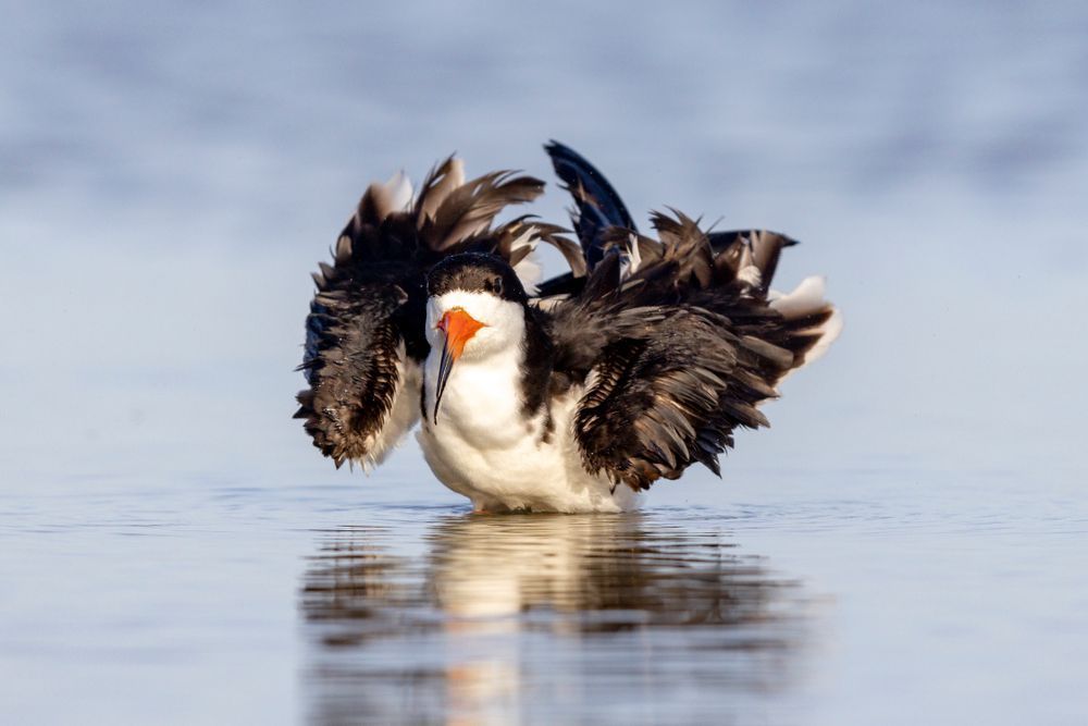 Black Skimmers​ Birds Dennis Goodman Photography