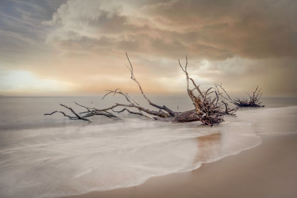 Big Talbot Island State Park​ | Jacksonville | Florida | FL